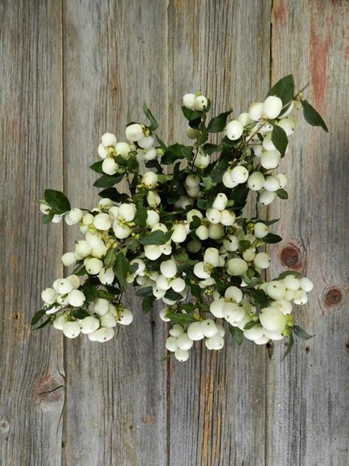 SNOWBERRY WHITE BERRIES